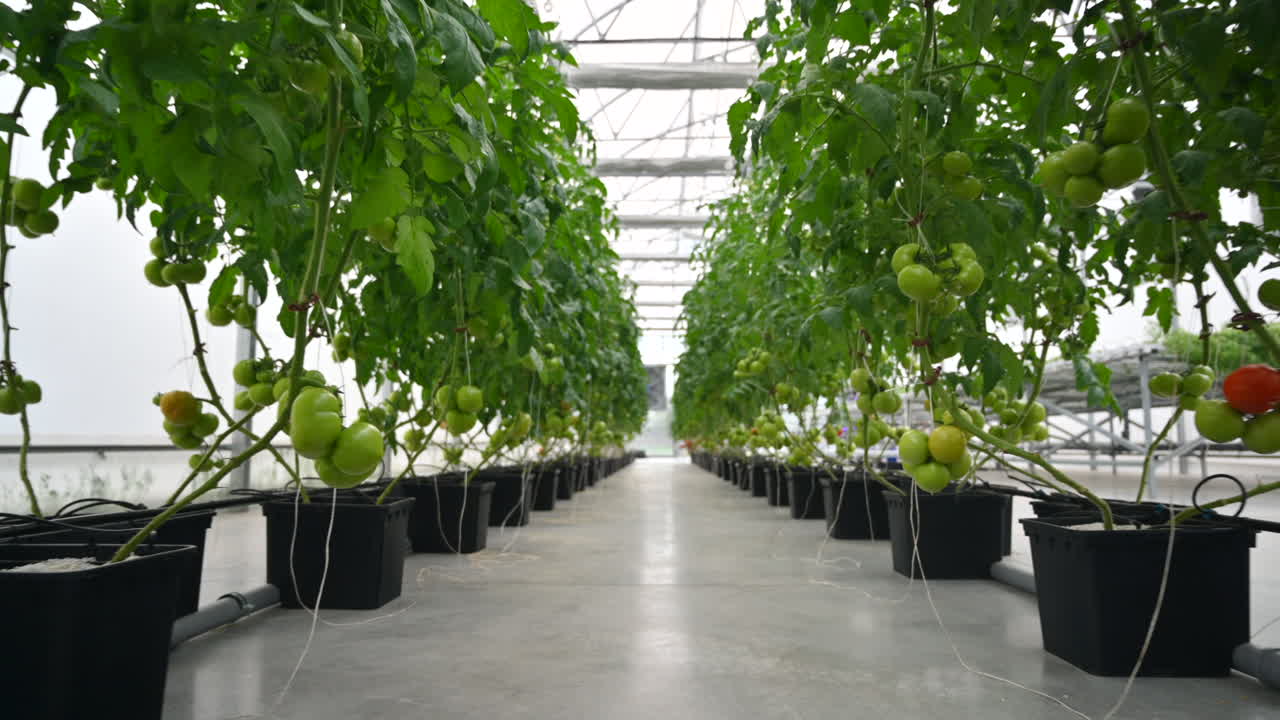 Rows of tomatoes growing in a greenhouse