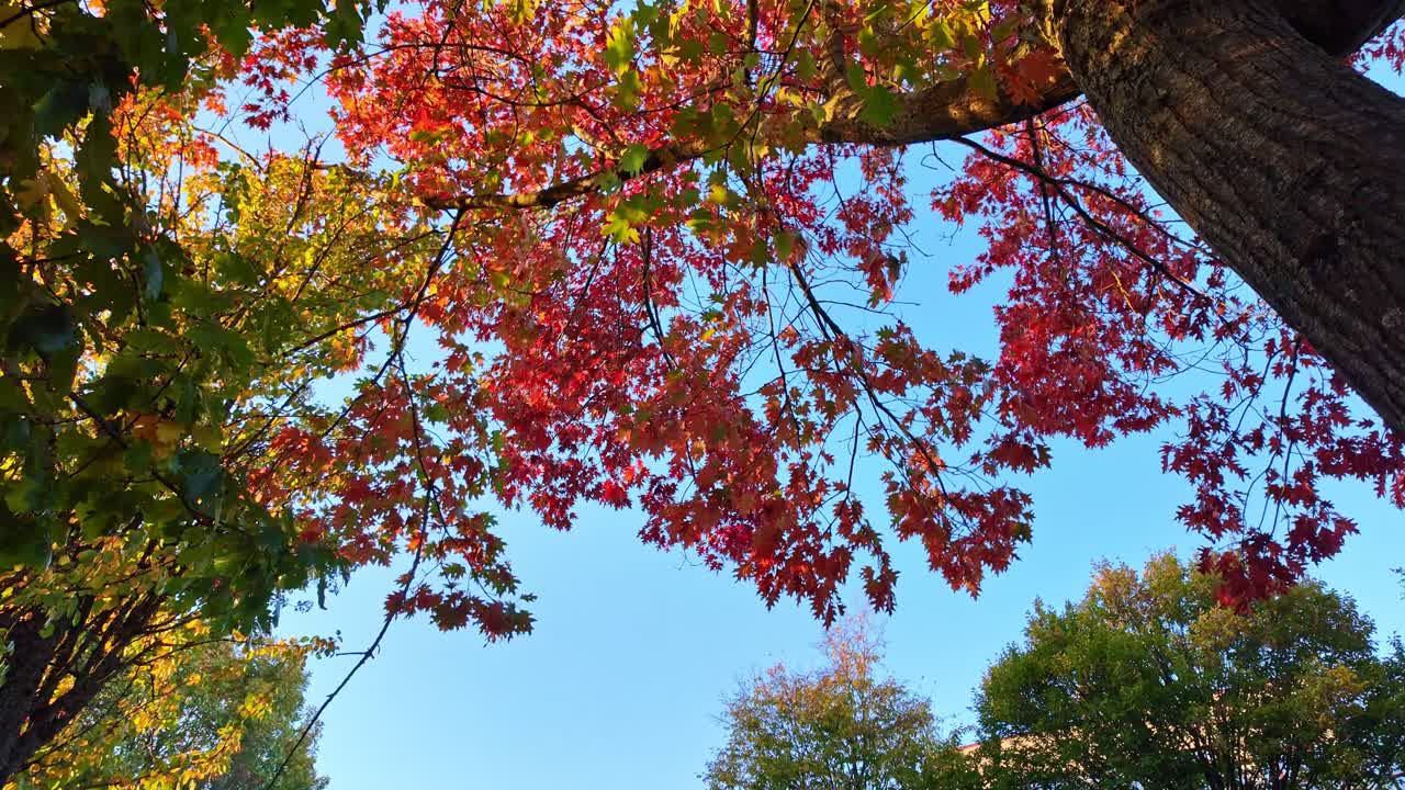 Looking up to colorful autumn trees when sunlight through colorful maple branches