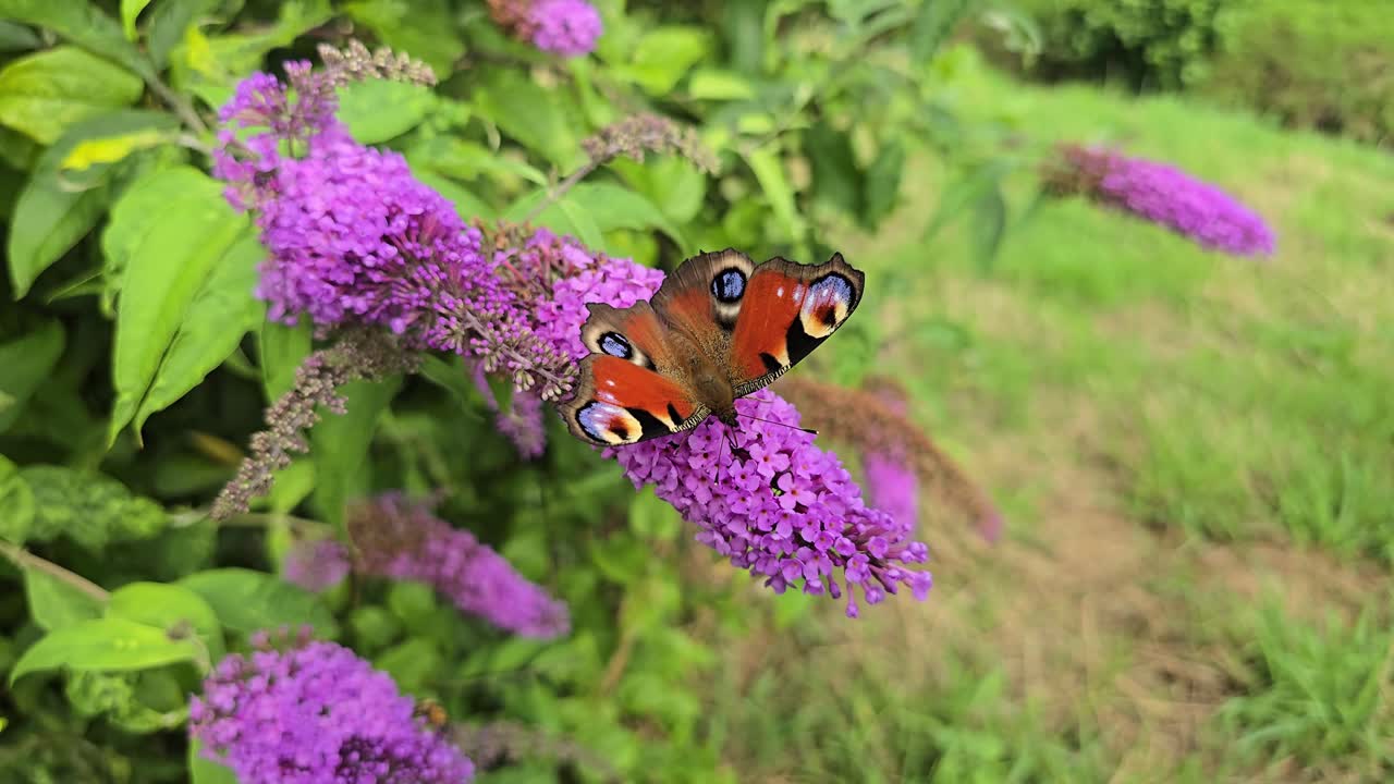 Peacock butterfly (Aglais io) feeding on purple butterfly bush in slow motion