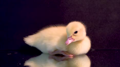 side view curious yellow muscovy duckling on black mirror looks around