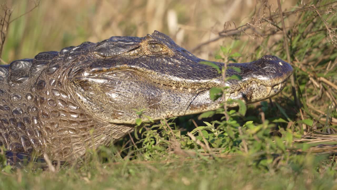 Caiman lies on grass edge near muddy wetland water, sun lighting its rough back scales, slow motion grass swaying, shallow depth of field