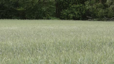 un campo de trigo en un día ventoso