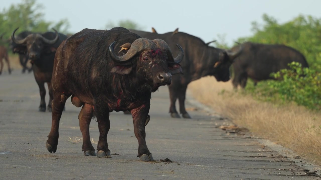 A Cape buffalo bull with bad injuries walks in the tar road while the rest of the herd crosses the road in the background on a misty morning, Kruger National Park South Africa.