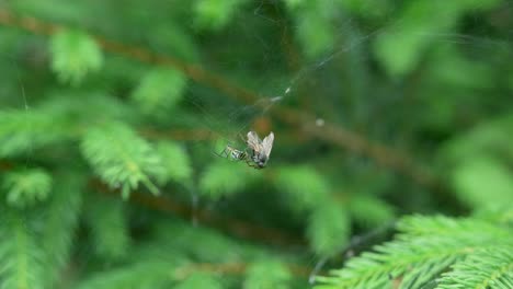 Araña-Arrastrándose-Mirando-A-Su-Presa-Enredada