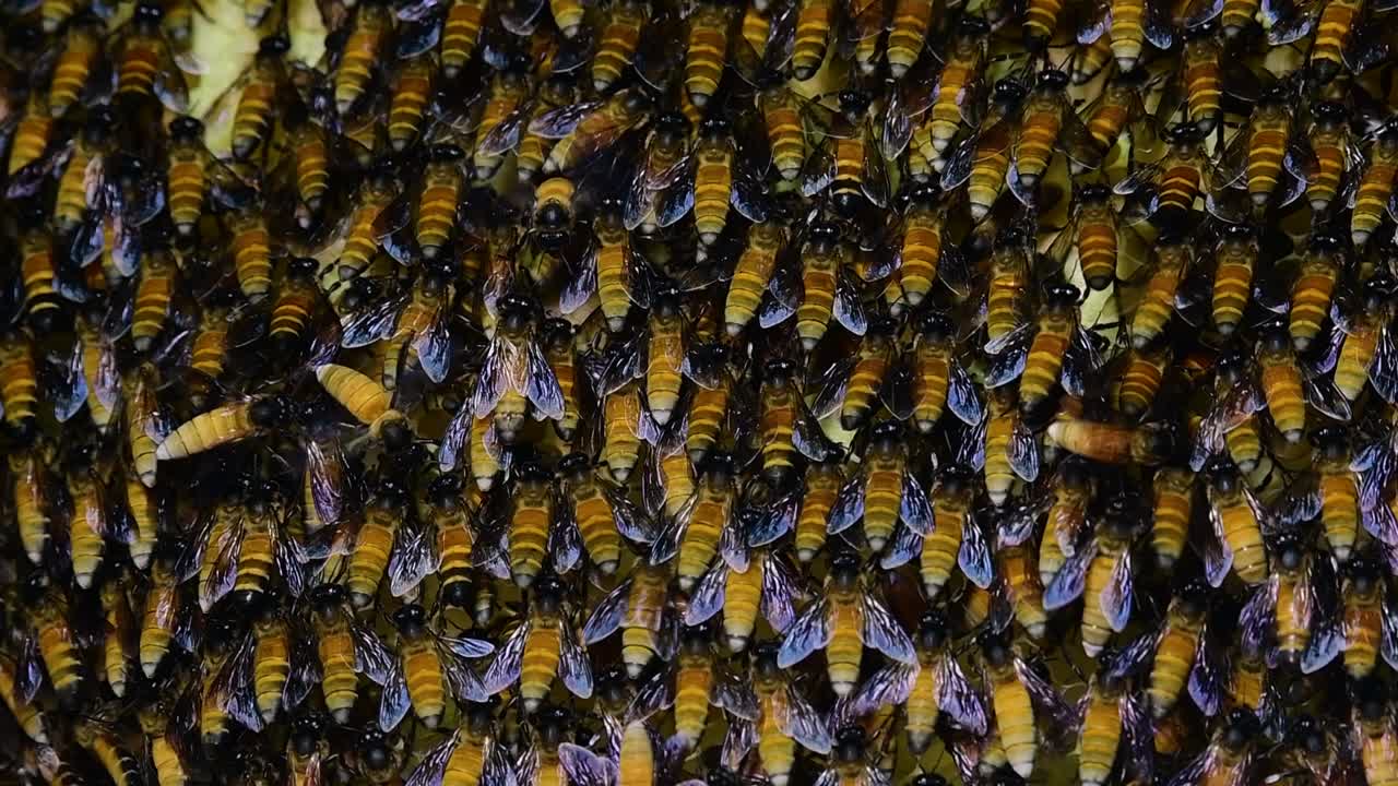 se sabe que las abejas melíferas gigantes construyen grandes colonias de nidos con bolsillos simétricos hechos de cera para almacenar miel como fuente de alimento.