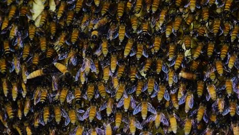 giant honey bees are known to build large colonies of nest with symmetrical pockets made of wax for them to store honey as their food source