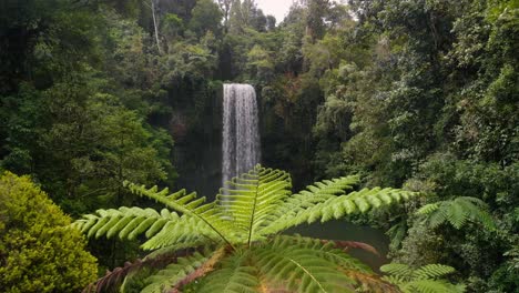 drone tracks forwards over low palm tree into beautiful secluded waterfall in tropical rainforest