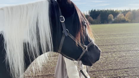 en medio de la tranquilidad del otoño, una anciana camina con gracia con su caballo, inmersa en la belleza de la temporada.