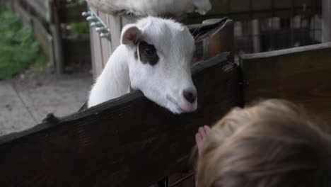 slowmotion of a farm goat looking and a kid trying to feed it