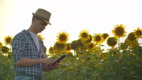 Ein-Junger-Bauer-Mit-Strohhut-Läuft-über-Ein-Feld-Mit-Großen-Sonnenblumen-Und-Schreibt-Informationen-Darüber-In-Sein-Elektronisches-Tablet-In-Der-Natur.