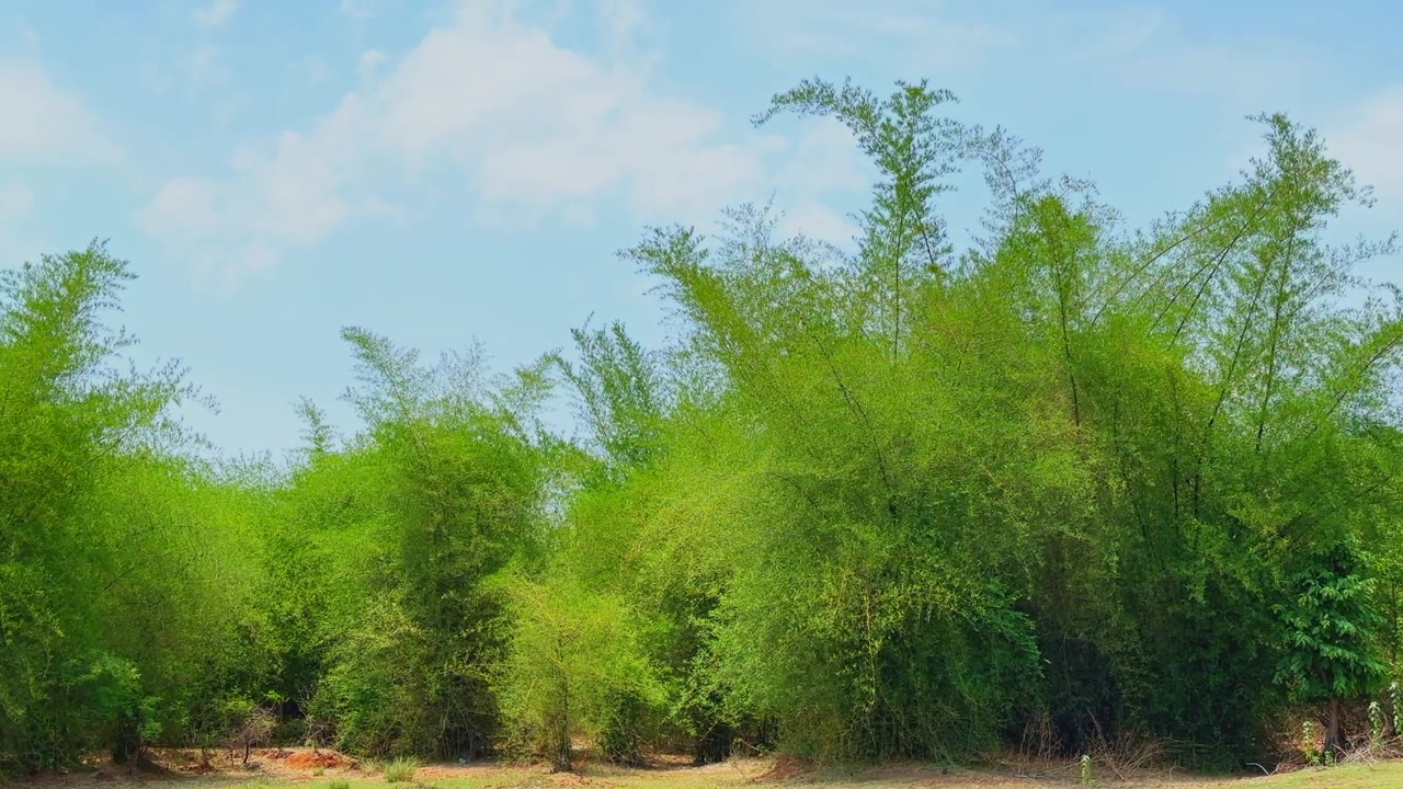 चमकीले नीले आकाश के नीचे एक घने बांस के जंगल का विस्तृत शॉट, एक शांत ग्रामीण परिवेश में हरी-भरी उष्णकटिबंधीय वनस्पति को दर्शाता हुआ।