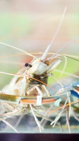 camarones que interactúan en un entorno de agua burbujeante