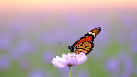 monarch butterfly perched on a pink flower
