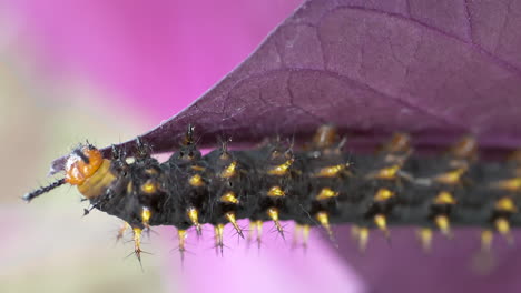 macro shot of wild caterpillar eating purple leaf in wilderness during sunlight - 4k slow motion detail shot