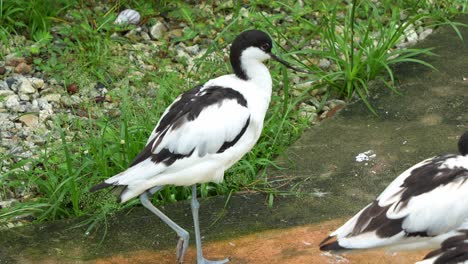 adult pied avocet