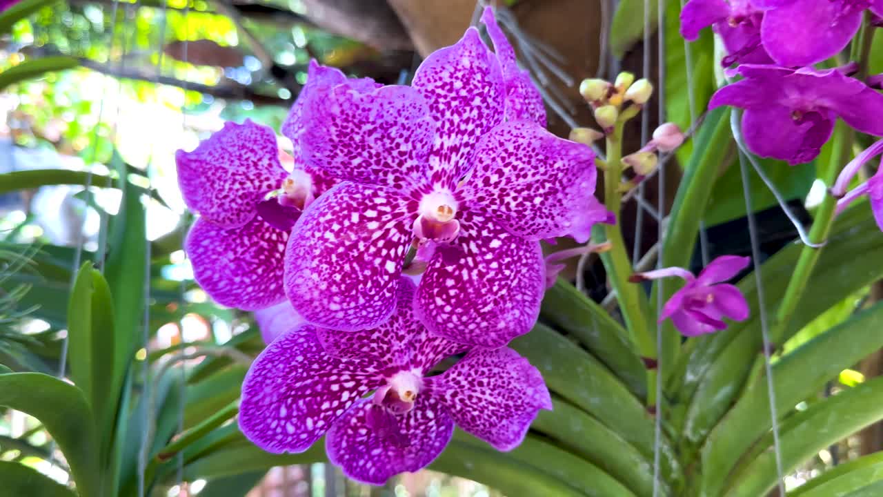 울창 한 방 시장 에 있는 보라색 오키디