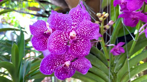 purple orchids in lush bangkok market setting