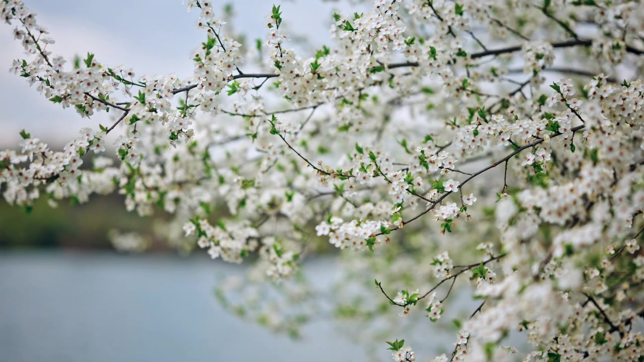 穏やかな湖のほとりで、細い木の枝に咲き誇る白い桜の花のクローズアップのシネマティックショット