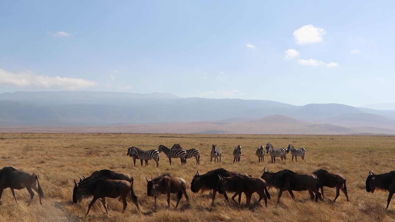 un clip en cámara lenta de una manada de ñus, connochaetes taurinus o gnu marchando junto a una cebra, equus quagga anteriormente cebra de burchell o equus burchelli en el cráter de ngorongoro tanzania
