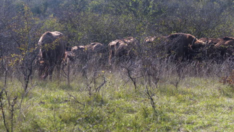 Manada-De-Bisontes-Europeos-Bonasus-Pastando-En-Un-Campo-Tupido,-Ventoso,-Chequia