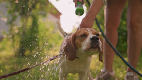 dog being bathed by owner outdoors, enjoying refreshing water on a sunny day, owner gently sprays water on dog, who looks relaxed, surrounded by greenery, with building visible in blurred background
