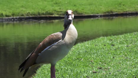 closeup of egyptian goose at kirstenbosch national botanical garden in cape town, south africa