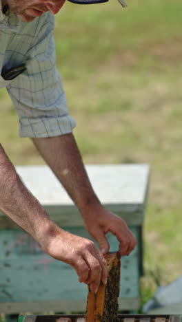 beekeeper inspecting honeycomb