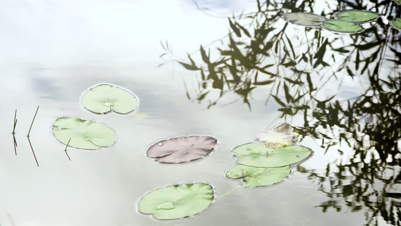 잔물결이 있는 연못 물에 녹색과 보라색 spatterdock 릴리 패드