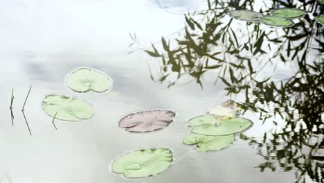 綠色和紫色 spatterdock 莉莉在池<unk>水中有波紋