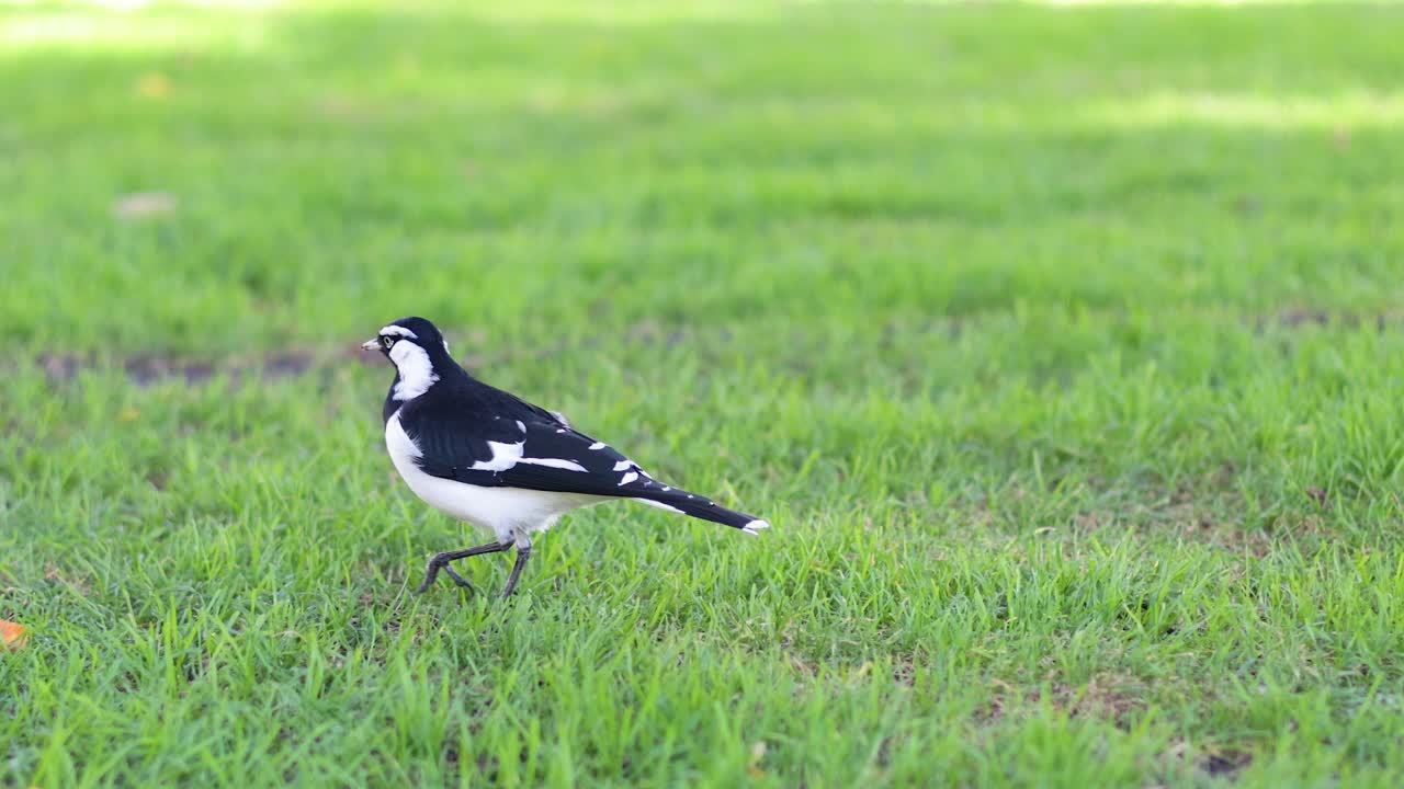 풀 속 의 검은색 과 색 의 새