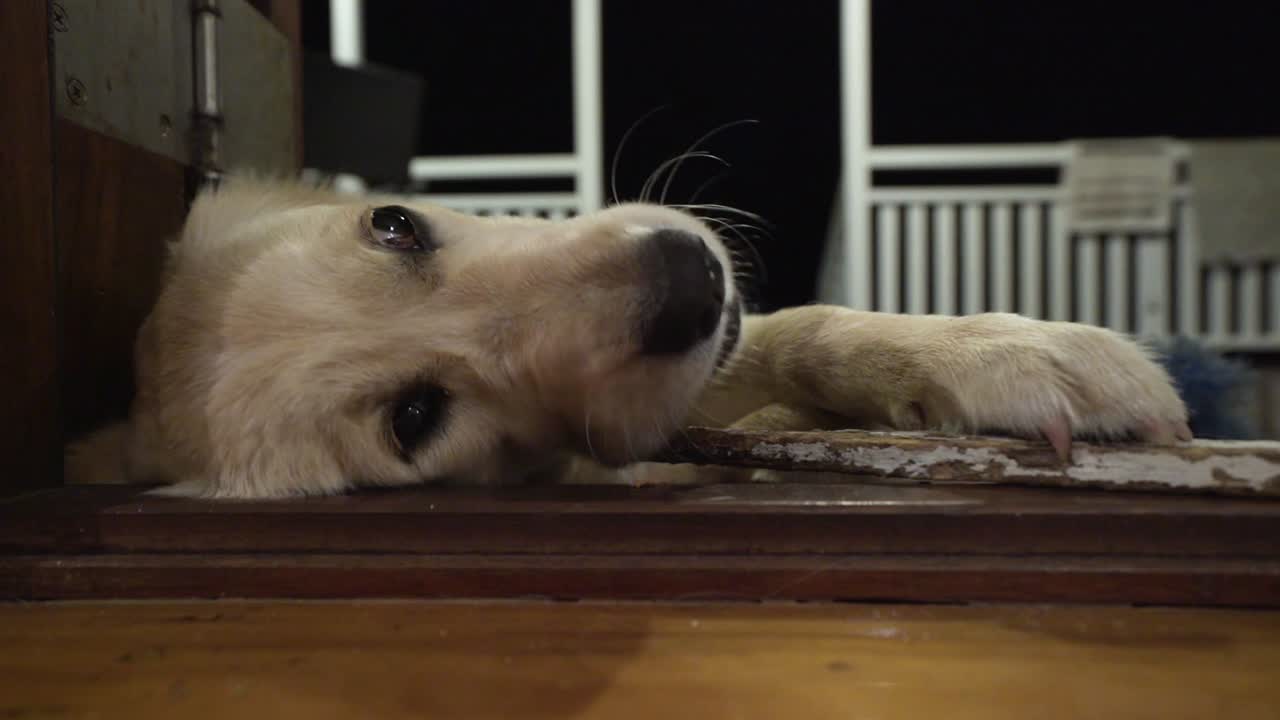 밤에 문틀에 있는 막대기를 씹는 강아지