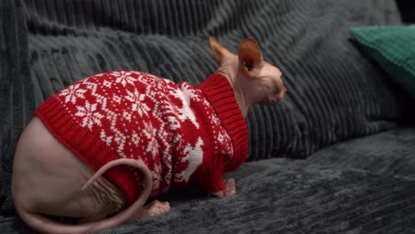 egyptian cat hairless indoors at home for christmas during winter wearing a sweater