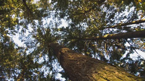 4k footage of a massive, old and big tree in golden light in a park - healthy tree trunk