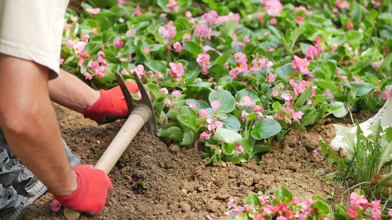 花を植えるために鍬を使って土を準備する庭師