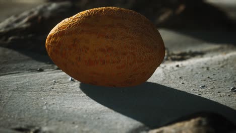 melón del desierto en la playa de arena