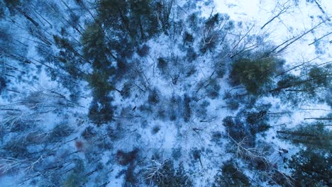 Vista-Aérea-Extrema-De-Un-Bosque-Con-Nieve