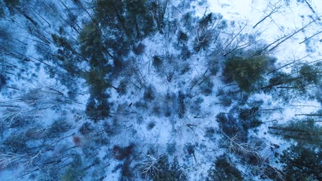 vista aérea extrema de un bosque con nieve