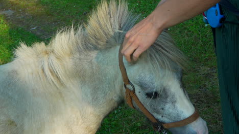 animal lovers stroking pony's ears in slow motion