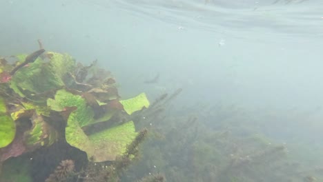 clear water, aquatic plants, serene underwater scene