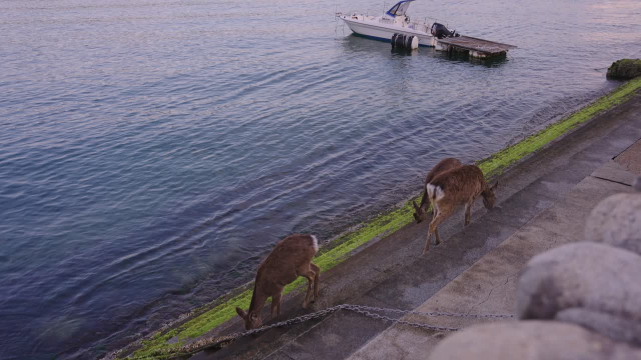 Japanese Sika Deer on Miyajima Island, Licking Salt From Steps at Low Tide