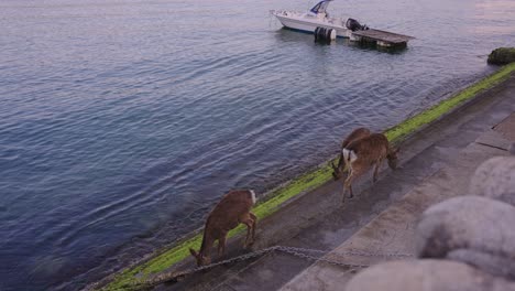 Japanische-Sikahirsche-Auf-Der-Insel-Miyajima,-Die-Bei-Ebbe-Salz-Von-Stufen-Lecken