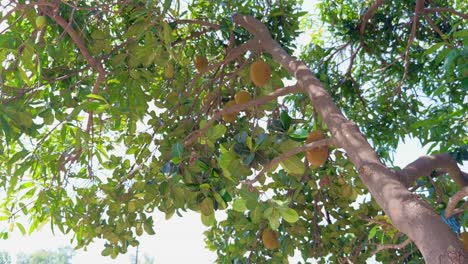 a tilt up shot showing jackfruit tree with lots of fruits growing from it's tree