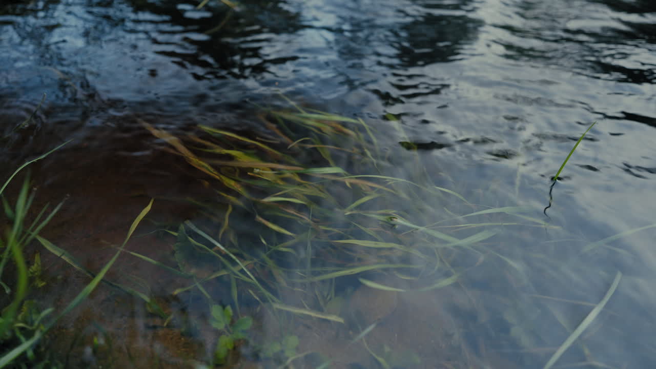 plantas ondeando de un lado a otro en el agua del río
