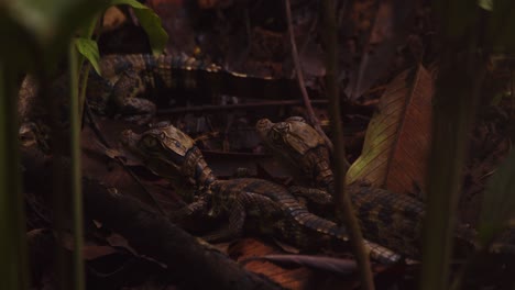 new born vulnerable caimen babies on the leaf litter one tries to scratch as its pestered by insects