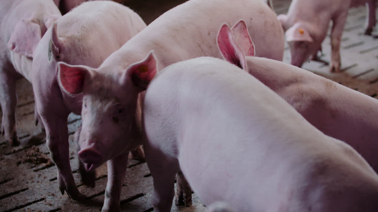 창고 에 있는 돼지 들