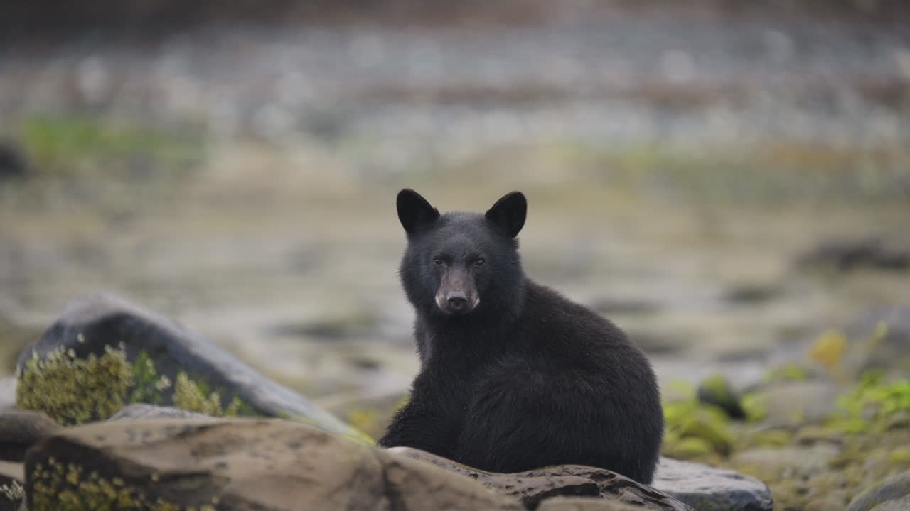 Black bear along the river in British Columbia, looking for salmon to feed on before going into hibernation for the winter