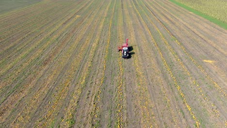 Harvester-Tractor-Working-On-Farm-Field,-Harvesting-Pumpkins-In-Autumn