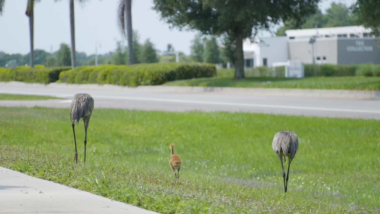 Sandhill Cranes and baby colt walking and eating grass next to road