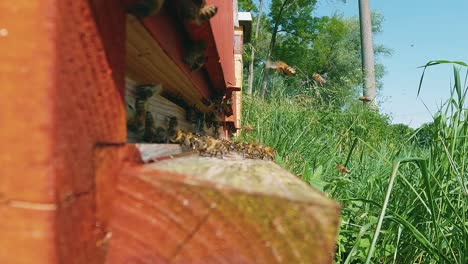 Extreme-Nahaufnahme-Von-Bienen,-Die-Am-Bienenstock-Ankommen