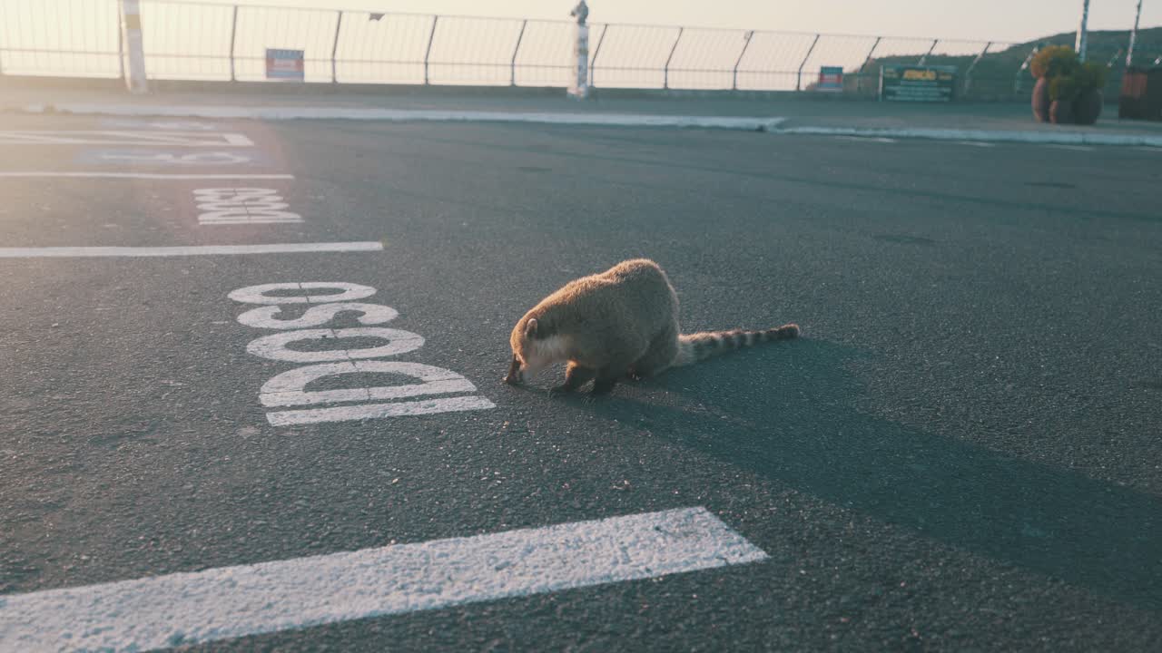 열대 및 아열대 남아메리카에서 온 귀여운 브라질 코티 포유동물이 해가 뜰 때 환경 보전 단위 주차장에서 식사를 하고 있습니다.